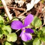 Viola montcaunica Flower