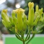Kalanchoe longiflora Plod
