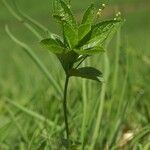 Mercurialis perennis Fiore