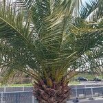 Phoenix canariensis ഇല