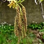 Carya tomentosa Flor