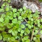 Linnaea borealis Hostoa