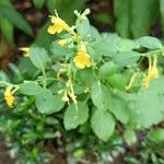 Agastache rupestris Flower