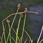 Carex lachenalii Hábito