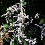 Limonium meyeri Flower