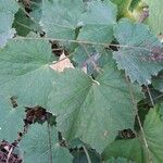 Heuchera villosa Michx.पत्ता