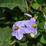Solanum richardii Blomst