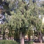 Cupressus cashmeriana Φύλλο