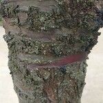 Prunus serrula Corteza