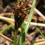 Carex pyrenaica Плод