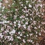 Petrorhagia saxifraga Staniste