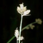 Fuirena pubescens Other