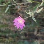 Xeranthemum annuum Flors