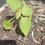 Solanum americanumLeaf