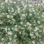 Dorycnium pentaphyllum Floro