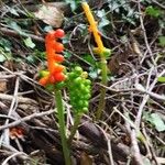 Arum maculatumFlower