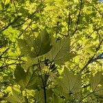 Acer sterculiaceum برگ