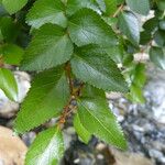 Nothofagus nitida अन्य