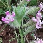 Silene bellidifolia Blüte