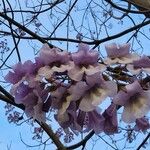 Paulownia tomentosaപുഷ്പം