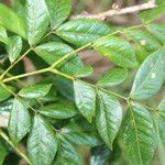 Albizia adinocephala Blatt