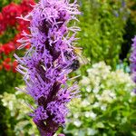 Liatris pycnostachya 花