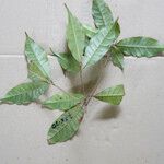 Pouteria hispida Hoja