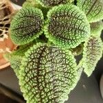 Pilea mollis ᱥᱟᱠᱟᱢ