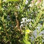 Oenothera biennis Elinympäristö