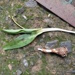 Ledebouria revoluta Лист