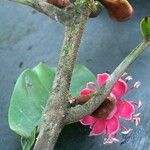 Pycnandra benthamii Blüte