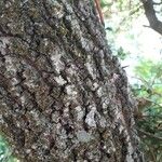 Quercus faginea Bark