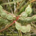 Hedysarum glomeratum Fruit