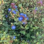 Ceratostigma plumbaginoidesFlor