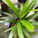 Pandanus amaryllifolius 葉