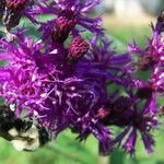 Vernonia gigantea Flower