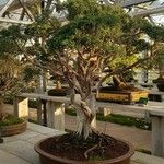 Juniperus chinensis Hábito