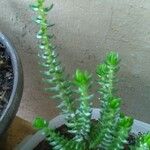 Crassula tillaea 葉