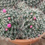 Mammillaria zeilmanniana Leaf