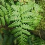 Woodsia ilvensis برگ