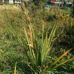 Iris kashmiriana Hoja