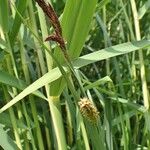 Carex riparia Plante entière