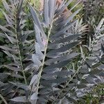 Encephalartos horridus Folha