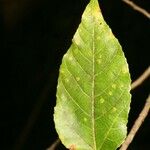 Ficus lateriflora Folha