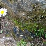 Leucanthemum graminifolium Hábito