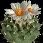 Turbinicarpus schmiedickeanus Квітка