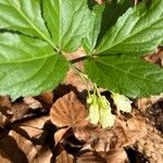 Cardamine enneaphyllos Flower