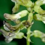 Astragalus glycyphyllos Çiçek