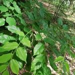 Bobgunnia fistuloides Hoja