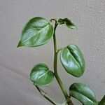 Peperomia serpens Folla